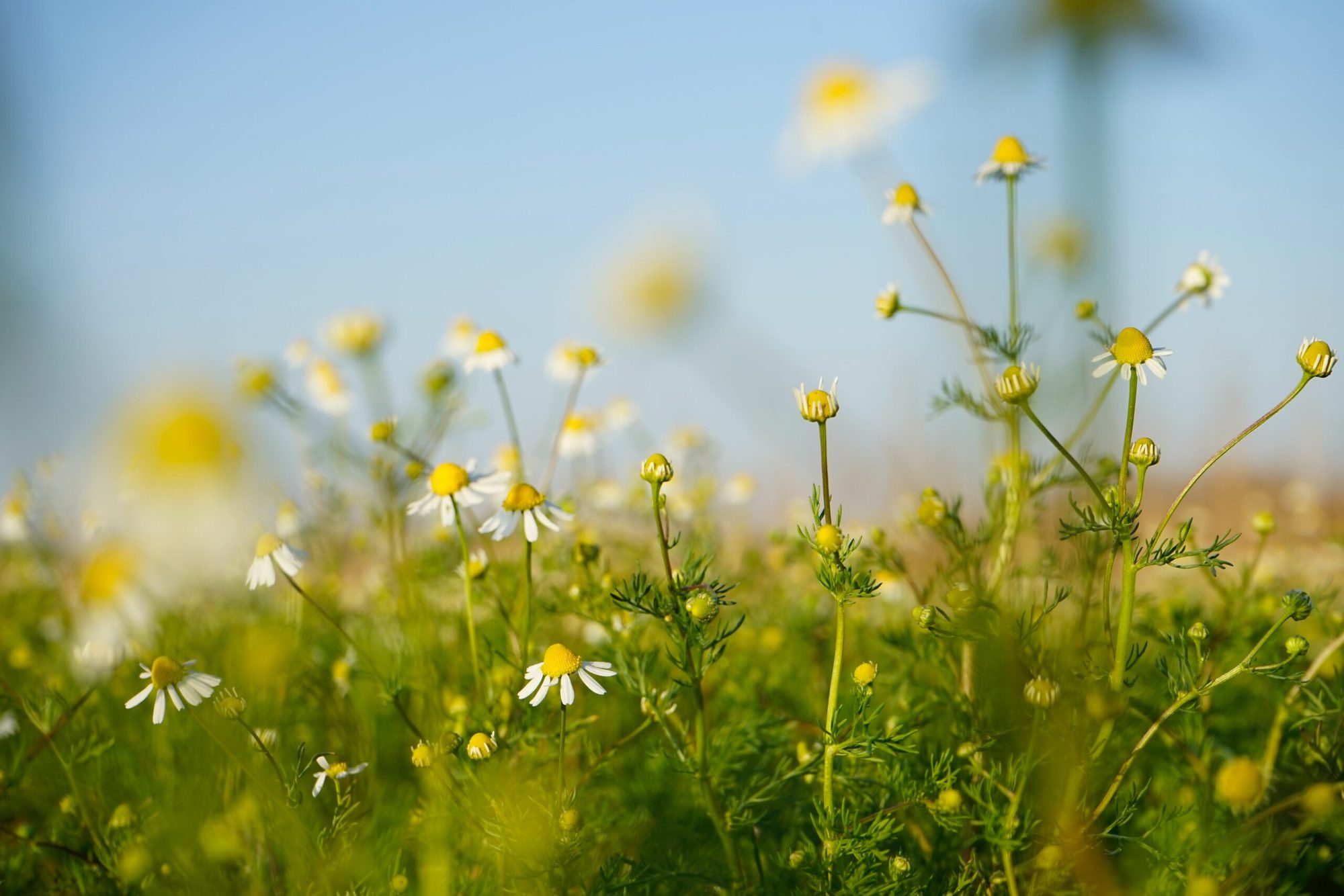 Wildflowers in soft summer light